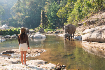 Fototapeta premium Rear view image of a female traveler looking at the mother and baby elephants by the river in the forest
