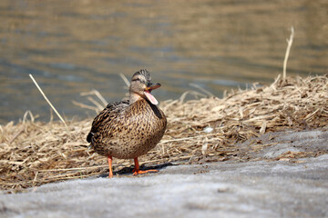 Mallard duck quacks standing on a river coast. Female wild duck at spring