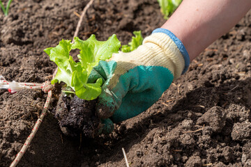 close up of woman hands gardening