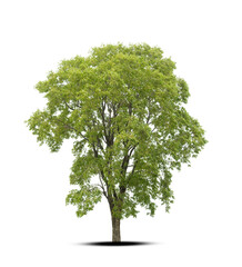 tree isolated on white