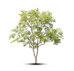 Obraz premium tree isolated on white background