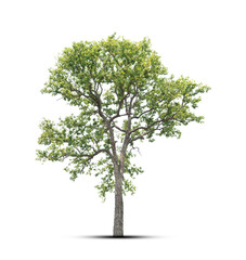 Obraz premium tree isolated on white background