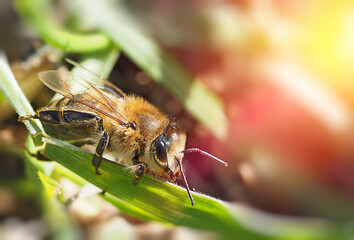 bee on a grass close-up
