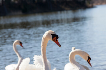 white swans living on the lake near the city
