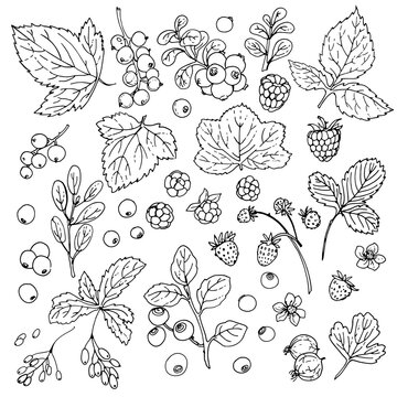 Berries and leaves. Wild berries painted line on a white background. Cranberry, cranberries, currants, raspberries, strawberries, blueberries