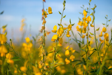 Obraz premium Crotalaria Juncea or sunn hemp selective focus and clear sky background.