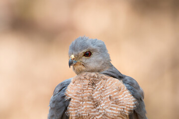 Portrait Shikra Accipiter badius hawk.