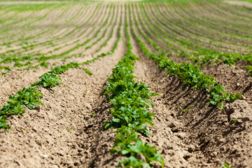 potatoes are grown on an agricultural field