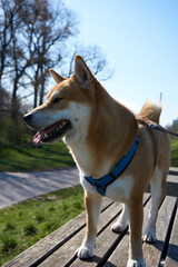 shiba inu dog posing on a wooden bench on the beautiful rhine river under a blue sky