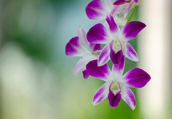 Beautiful purple Phalaenopsis orchid flowers in the garden.
