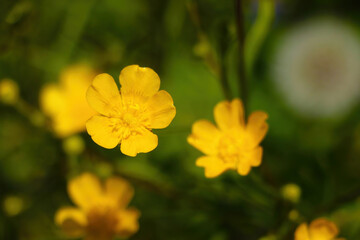 Young yellow perennial spring flowers in the park.