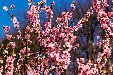 Mandelblütenbaum in der Sonne mit blauem Himmel