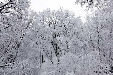 fully covered with snow deciduous trees in winter