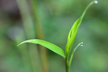 A large, beautiful drop of clear water on a green macro sheet. Dew drops in the morning glow in the sun. Beautiful texture of the leaves in nature. bokeh background