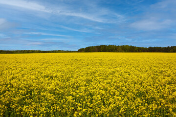 Blooming yellow rapeseed field on a sunny day. Agriculture.