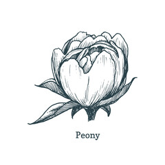 Fototapeta premium Peony drawing in engraving style. Sketch in vector