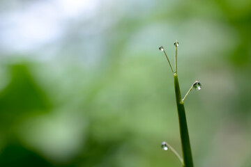 A large, beautiful drop of clear water on a green macro sheet. Dew drops in the morning glow in the sun. Beautiful texture of the leaves in nature. bokeh background