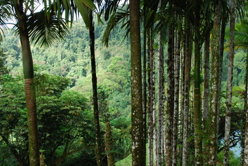 Naklejka premium Voyage à la Martinique