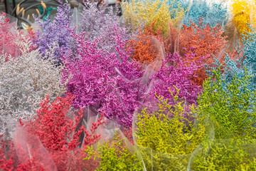 Obraz na płótnie Canvas Colored dried flowers gypsophila，Gypsophila paniculata