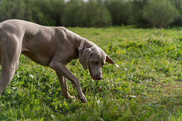 Perro Braco marrón chocolate corriendo en el campo, cacería
