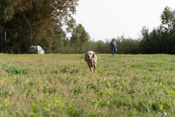 Perro Braco marrón chocolate corriendo en el campo, cacería