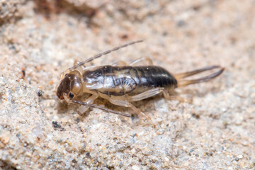 Common earwig, Forficula auricularia, walking on a rock on a sunny day. High quality photo