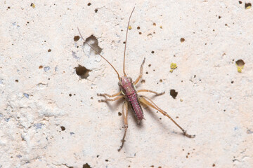 Nymph of bush cricket, Platycleis sp., posed on a concrete wall. High quality photo