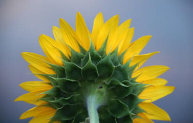Close up of big beautiful yellow flower of sunflower on the blurred blackground.