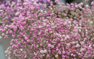 Colored dried flowers gypsophila，Gypsophila paniculata