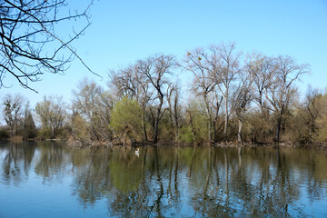 Obraz premium beautiful trees reflected in a blue lake