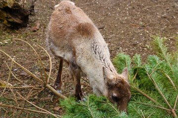 A deer is eating a green branch of a fir tree.