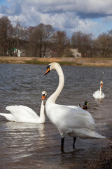 white swans living on the lake near the city