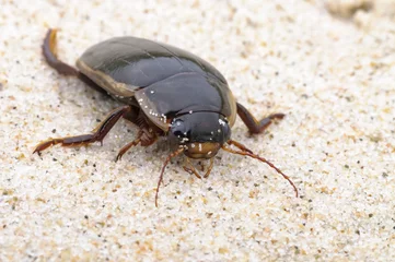 Foto op Plexiglas bug on the ground - Grote plasduiker - Hydaticus seminiger © Nora