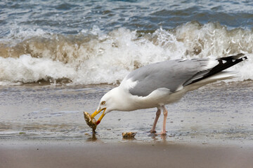 seagull on the beach - Zilvermeeuw - Larus argentatus © Nora