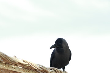 Crow