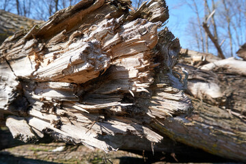 close up of a fallen tree