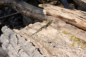 green lizard sunbathing on a tree trunk
