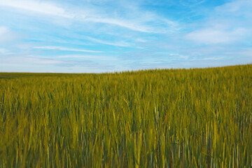 Young green wheat field in spring on a sunny day.