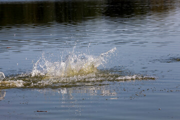 a dog swimming in the water