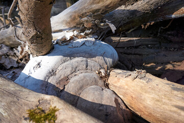 close up of a large white mushroom on a tree trunk