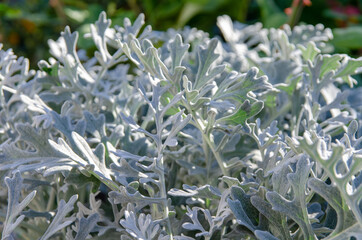 Ornamental cineraria plants for decorating flower beds