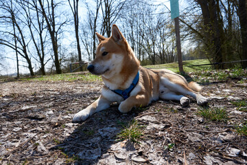 red sesame shiba inu dog is posing in the forest