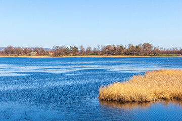 Lake with reeds in the spring
