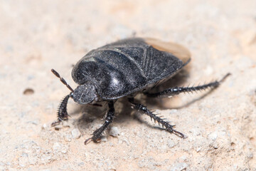 Burrowing bug, Cydnus aterrimus, walking on a concrete wall. High quality photo