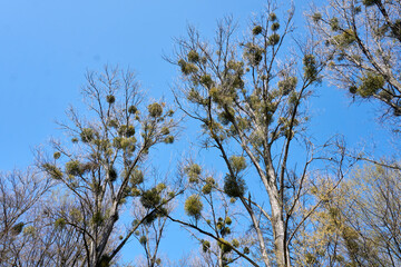 a beautiful mistletoe tree under blue sky