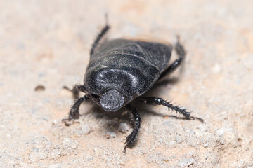 Burrowing bug, Cydnus aterrimus, walking on a concrete wall. High quality photo