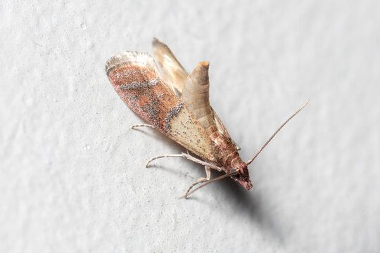 Indian meal moth, Plodia interpunctella, posed on a white wall. High quality photo