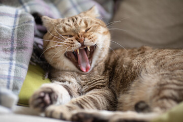 yawning cat on cosy sofa