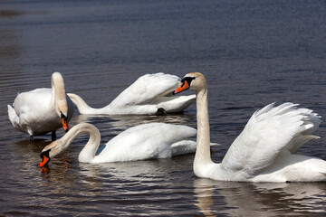 white adult swans swimming on the lake, close up