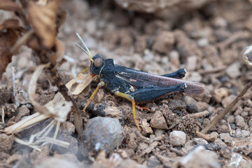 Dericorys lobata in the desert island of Lanzarote
